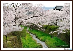 山口市一の坂川の桜