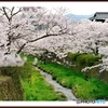 山口市一の坂川の桜