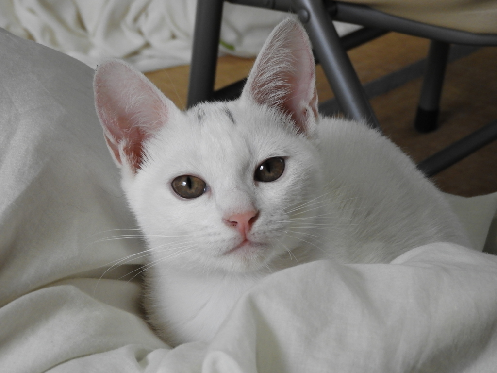 保護猫