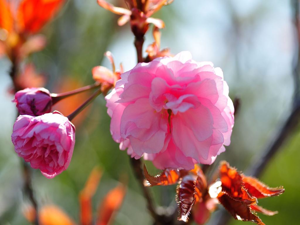 常盤公園に咲く花