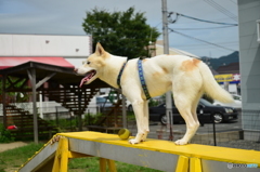 王司のドックラン