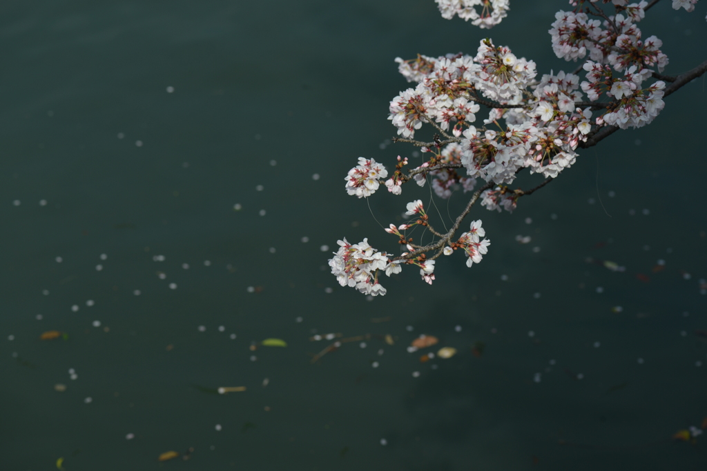 真締川桜