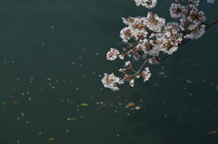 真締川桜