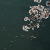 真締川桜