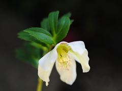 自宅に咲く花　クリスマスローズ　ホワイト