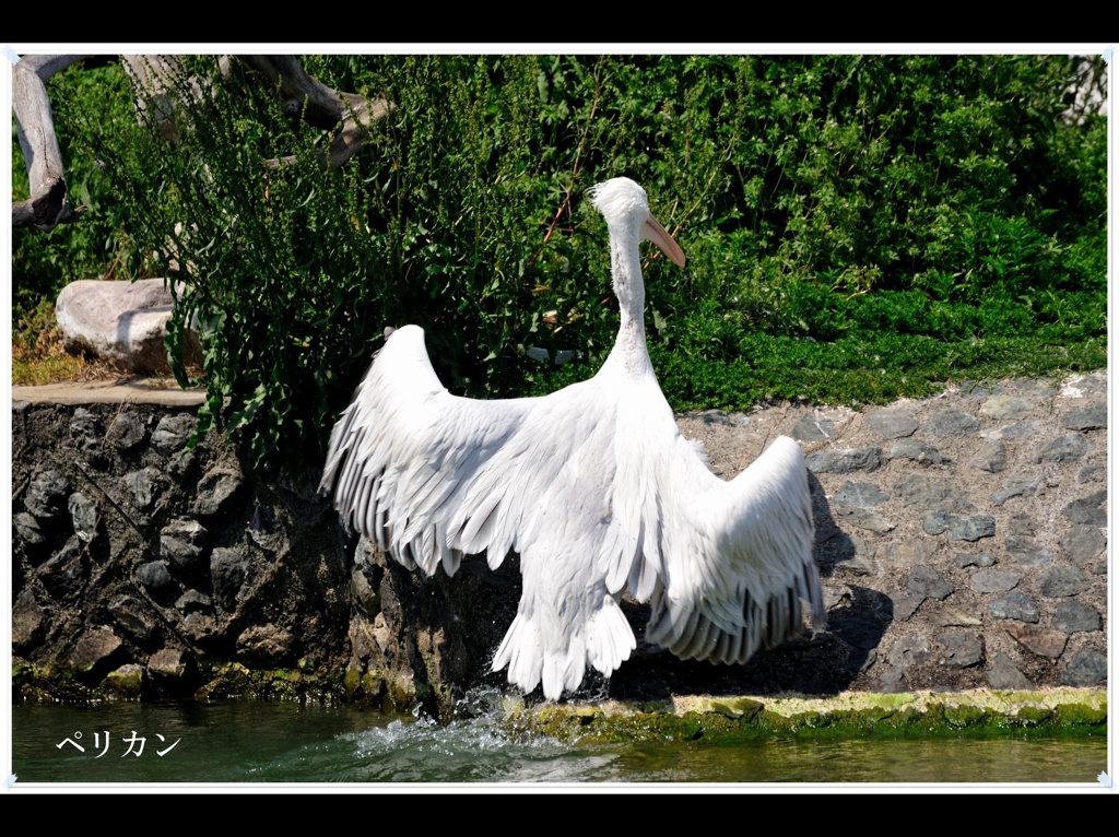 常盤公園ペリカン