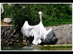 常盤公園ペリカン