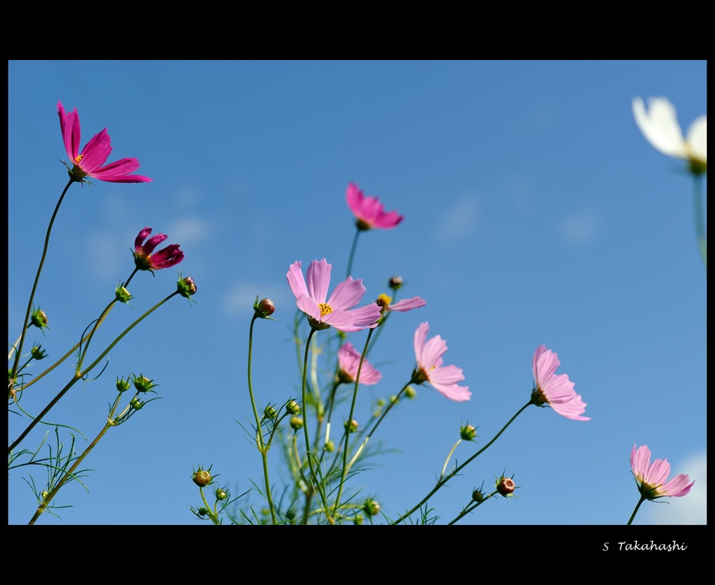 コスモス2