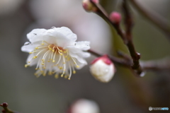 常盤公園の梅