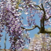 常盤公園の藤棚