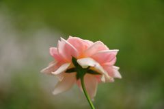 花壇