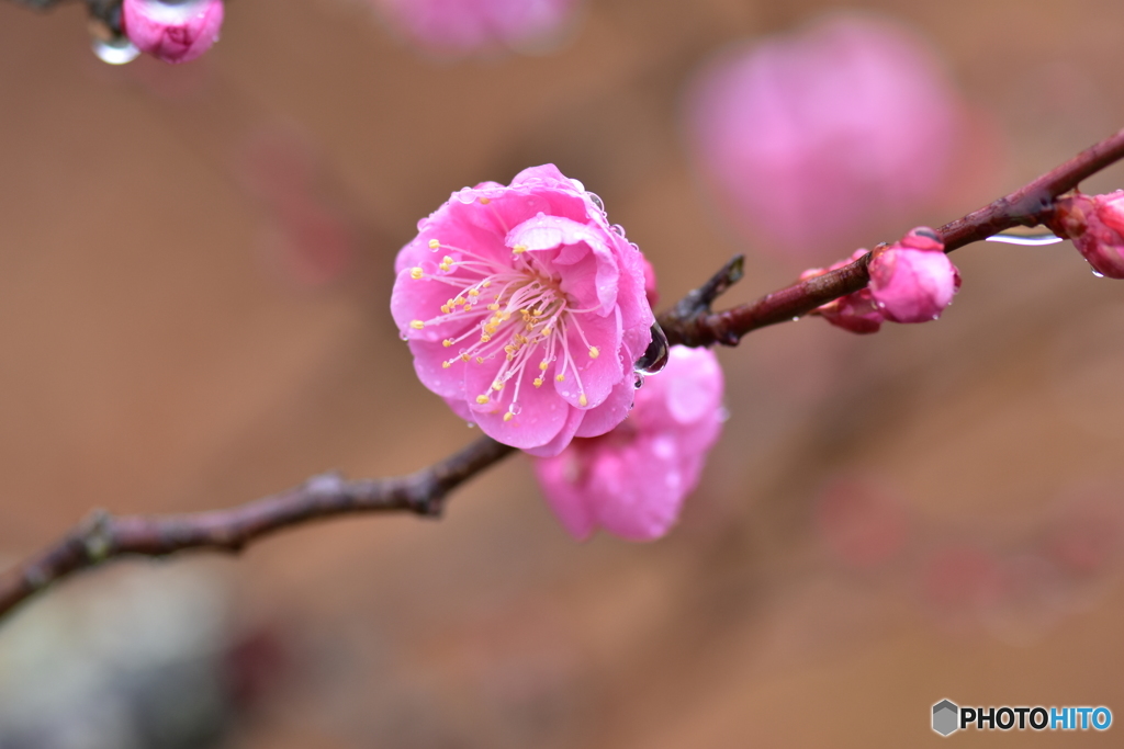 常盤公園梅園