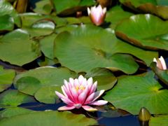 睡蓮