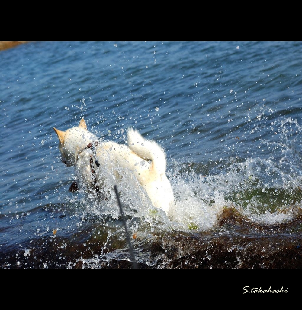海水浴