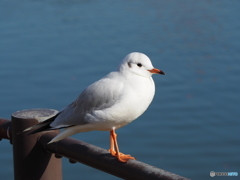 常盤公園にて