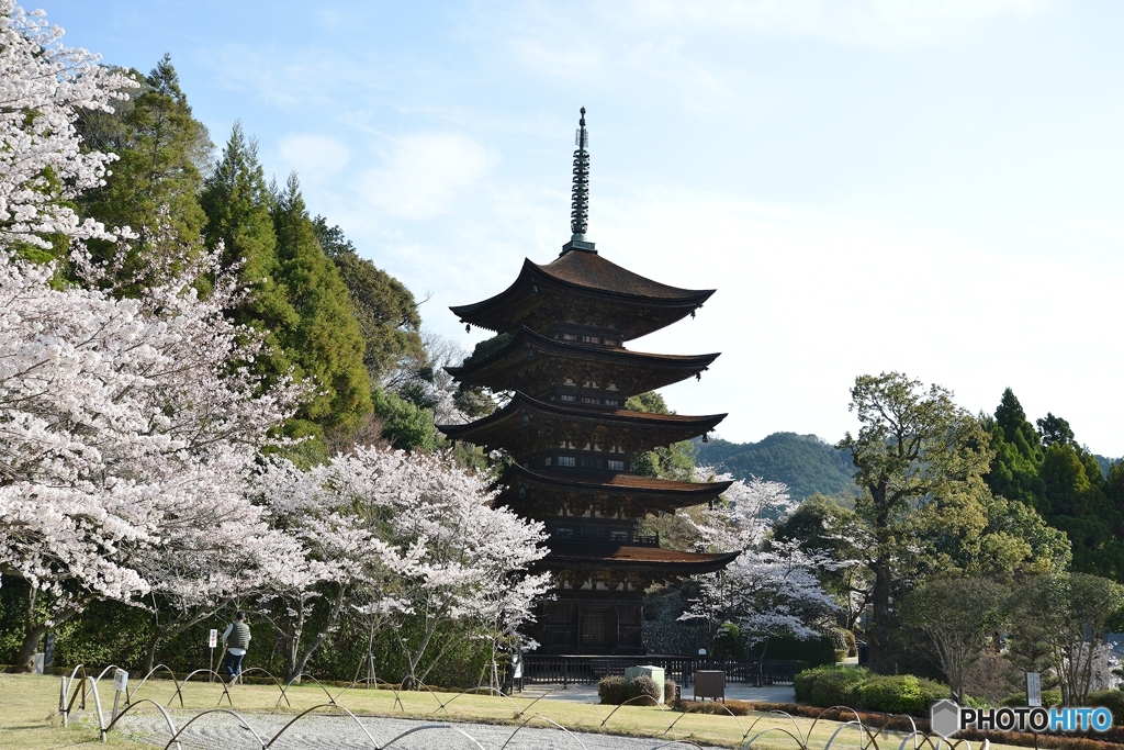 瑠璃光寺と桜