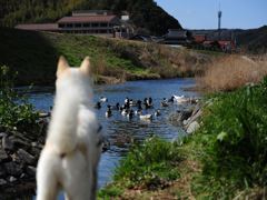 カモに興味深々の愛犬ロク