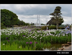 常盤公園菖蒲園