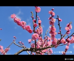 山口瑠璃光寺の梅