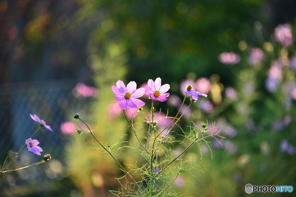 常盤公園に散歩