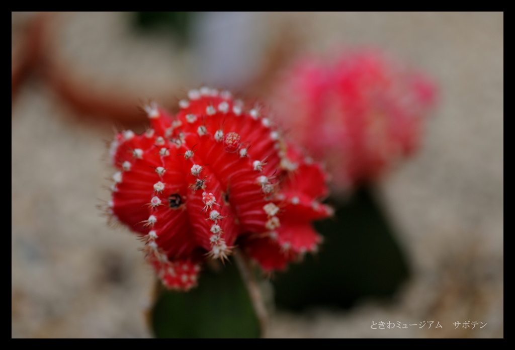 ときわミュージアム サボテン