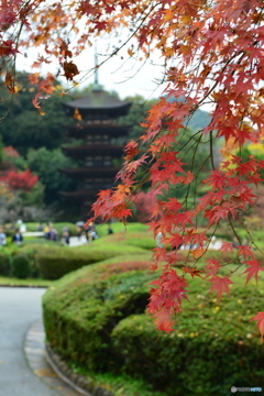 瑠璃光寺五重塔と紅葉