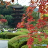 瑠璃光寺五重塔と紅葉