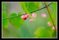ときわミュージアム園外で見つけた