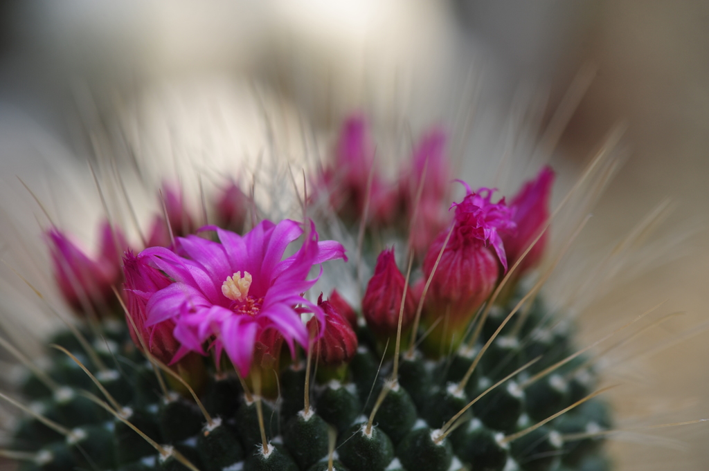 サボテンの花