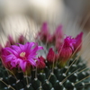 サボテンの花