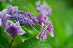 常盤公園の花壇