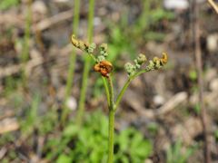 秋吉台にワラビが