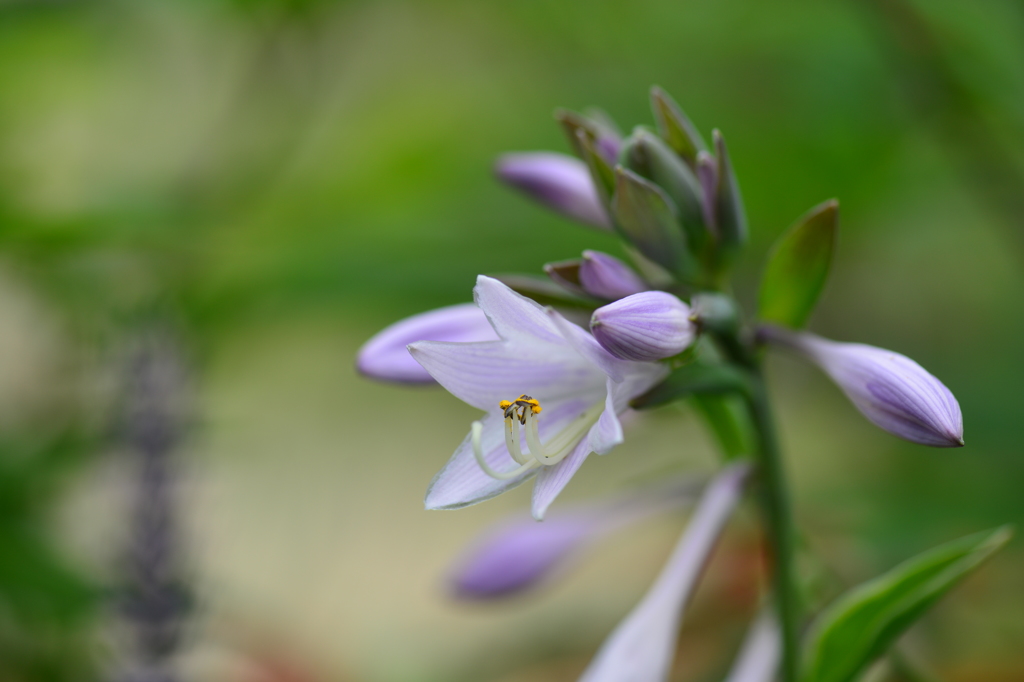 常盤公園に咲く花