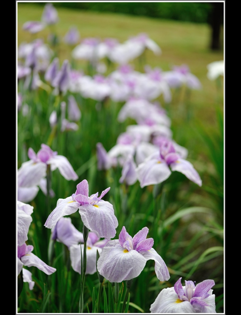 常盤公園 菖蒲園