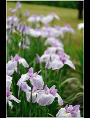 常盤公園 菖蒲園