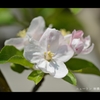 林檎の花