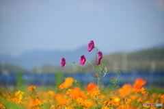 花の海のコスモス畑
