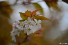 常盤公園の桜も