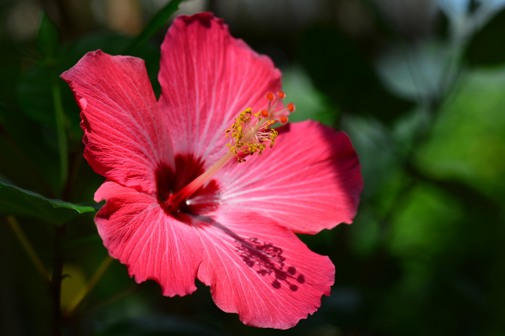 常盤公園に咲くハイビスカス