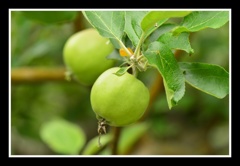 ニュートンのリンゴ