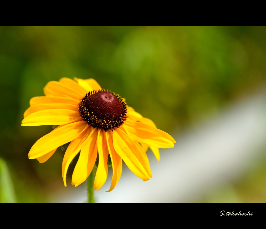 夏の季節の到来