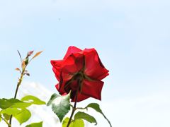 天を仰ぐバラ