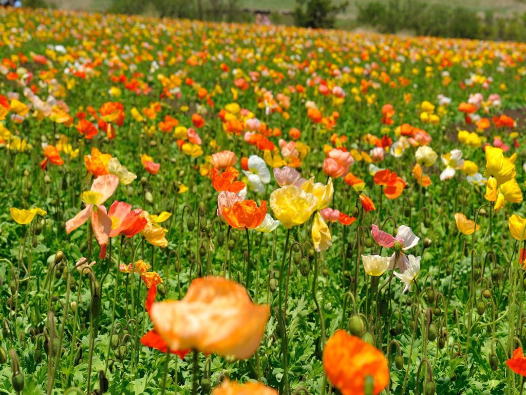 ポピー畑