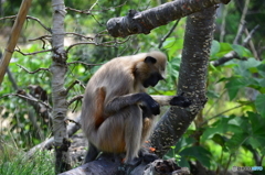 常盤動物園