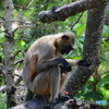 常盤動物園