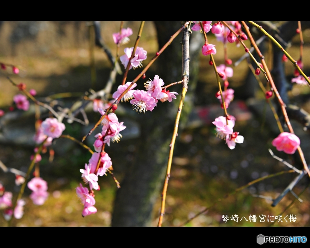 琴崎八幡宮に咲く梅