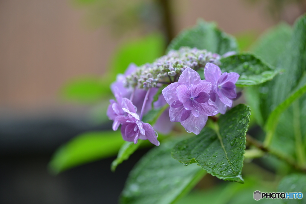 今朝の自宅の庭に咲く紫陽花