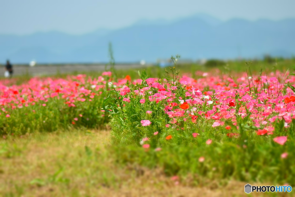 花の海 ポピー畑