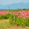 花の海 ポピー畑