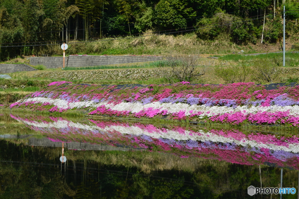 芝桜
